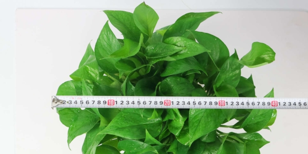绿萝什么时候浇水好